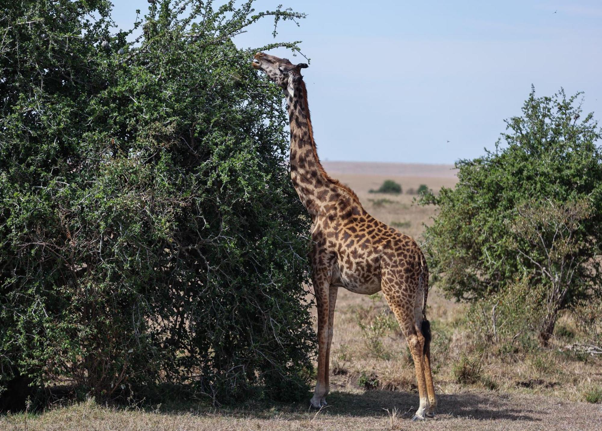 Mara Elatia Camp Villa Maasai Mara Exterior photo